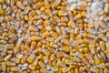 Corn texture. Yellow corns as background. Maize grains texture, harvested corn seed. Corn Surface Texture Top View Close up. Royalty Free Stock Photo