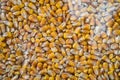 Corn texture. Yellow corns as background. Maize grains texture, harvested corn seed. Corn Surface Texture Top View Close up. Royalty Free Stock Photo