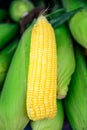 Corn