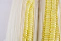 Corn Royalty Free Stock Photo