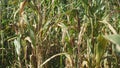 the corn tree is ready to be harvested Royalty Free Stock Photo
