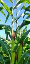 Corn trees that have started to bear fruit are planted for 3 months with the best fertilizer