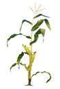 Corn trees isolated on a white background with clipping paths Royalty Free Stock Photo