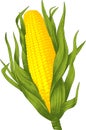 Corn. Vector