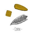 Corn. Vector cartoon illustration. Isolated. Hand-drawn style Royalty Free Stock Photo