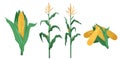 Corn vector illustration in flat cartoon style. Maize cob heap, plants isolated on white background Royalty Free Stock Photo