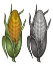 Corn Vector #1020 Royalty Free Stock Photo