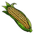 Corn Vegetable Vintage Woodcut Illustration Royalty Free Stock Photo