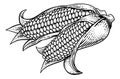 Corn Vegetable Vintage Woodcut Illustration