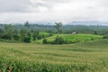 corn village on mountain,Corn farm Royalty Free Stock Photo