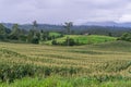 corn village on mountain,Corn farm Royalty Free Stock Photo