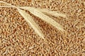 Corn and wheat ears background Royalty Free Stock Photo