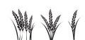 Corn or wheat silhouette drawings Royalty Free Stock Photo
