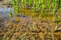 Corn, which has grown poorly due to the drought