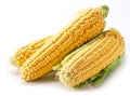 Corn on a white background. Royalty Free Stock Photo