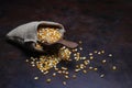 Corn with wooden scoop in burlap bag isolated on dark rustic background. Corn seeds in sack. Dry uncooked corn grains for popcorn Royalty Free Stock Photo