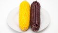 Corn yellow and dark purple