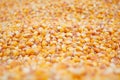 Corn yield Royalty Free Stock Photo