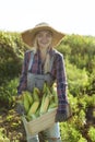 Corn. Young farmer woman smiling and harvesting corn. A beautiful woman on the Royalty Free Stock Photo
