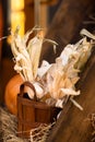 Corn. Young woman farmer picking corn harvest. Worker holding autumn corncobs. Farming and gardening. Background and Royalty Free Stock Photo