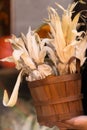 Corn. Young woman farmer picking corn harvest. Worker holding autumn corncobs. Farming and gardening. Background and texture of Royalty Free Stock Photo