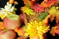 Cornacopia fall season apples colorful leaves Royalty Free Stock Photo