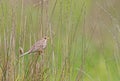 A Cornbunting perched at its favourite stick Royalty Free Stock Photo