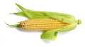 Corncob