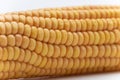 corncob closeup, corn or maize isolated on white background Royalty Free Stock Photo