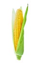 Corncob or corn ear with green fresh leaves isolated on white background with clipping path Royalty Free Stock Photo