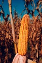 Corncob in cultivated field Royalty Free Stock Photo