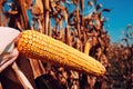 Corncob in cultivated field