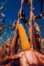Corncob in cultivated field Royalty Free Stock Photo