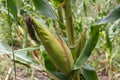 Corncob in detail from plantation