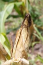 Corncob in detail from a plantation