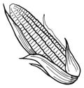 Corncob engraving. Hand drawn corn. Farm plant icon