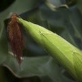 Corncob growing in the field