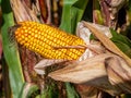 Corncob before harvest in autumn Royalty Free Stock Photo