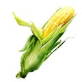 Corncob with leaf Royalty Free Stock Photo