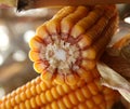 Corncob of maize - Zea Mays Royalty Free Stock Photo