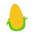 Corncob.Vector flat cartoon illustration