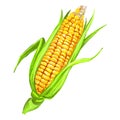 Corncob vector illustration hand drawn painted