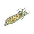 Corncob vector illustration isolated on white background in EPS10