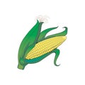 Corncob vector illustration isolated on white background in EPS10