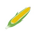 Corncob vector illustration isolated on white background in EPS10