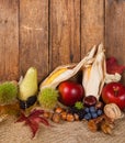 Corncobs and autumn fruits Royalty Free Stock Photo