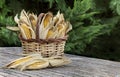 Corncobs in basket Royalty Free Stock Photo