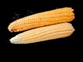 Corncobs or corn ears isolated on black background. Corn farming in Pakistan. Royalty Free Stock Photo