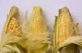 Corncobs lying side by side. Close up image