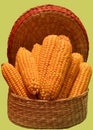 Corncobs piled in small wicer basket Royalty Free Stock Photo